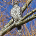 Juvenile Northern Goshawk. Note: white supercilium