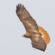 Adult (light morph). Note: dark upperwing with red tail.