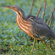 Bird of the week image