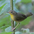 Female. Note: pale yellow throat and brownish malar.